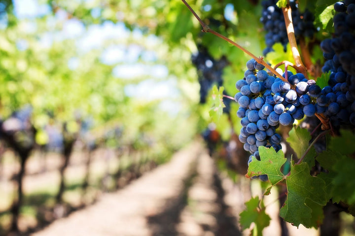 vineyard grapes